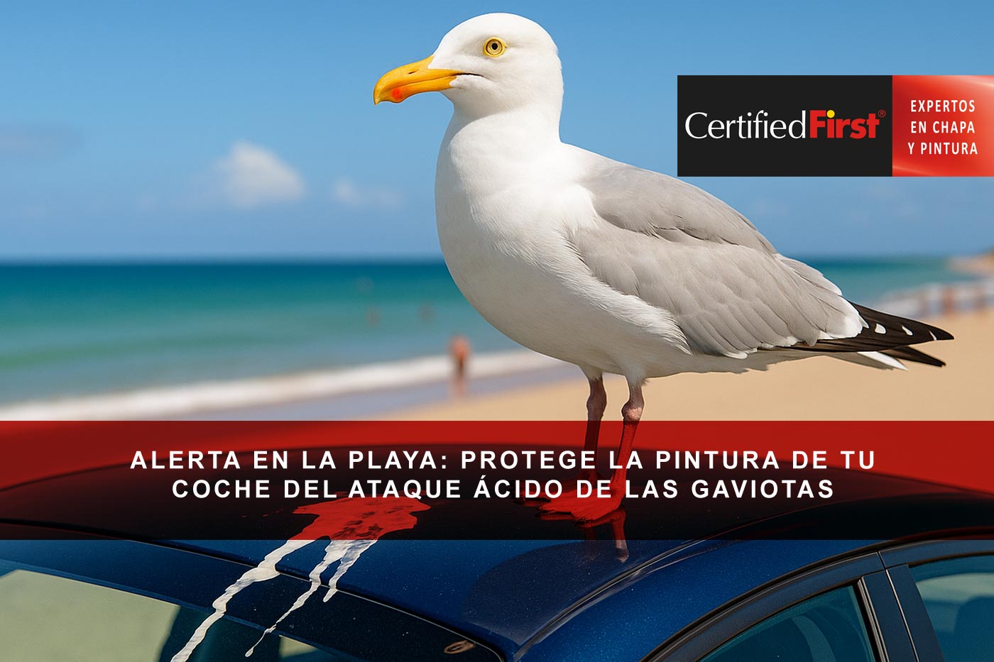 Alerta en la playa: protege la pintura de tu coche del ataque ácido de las gaviotas