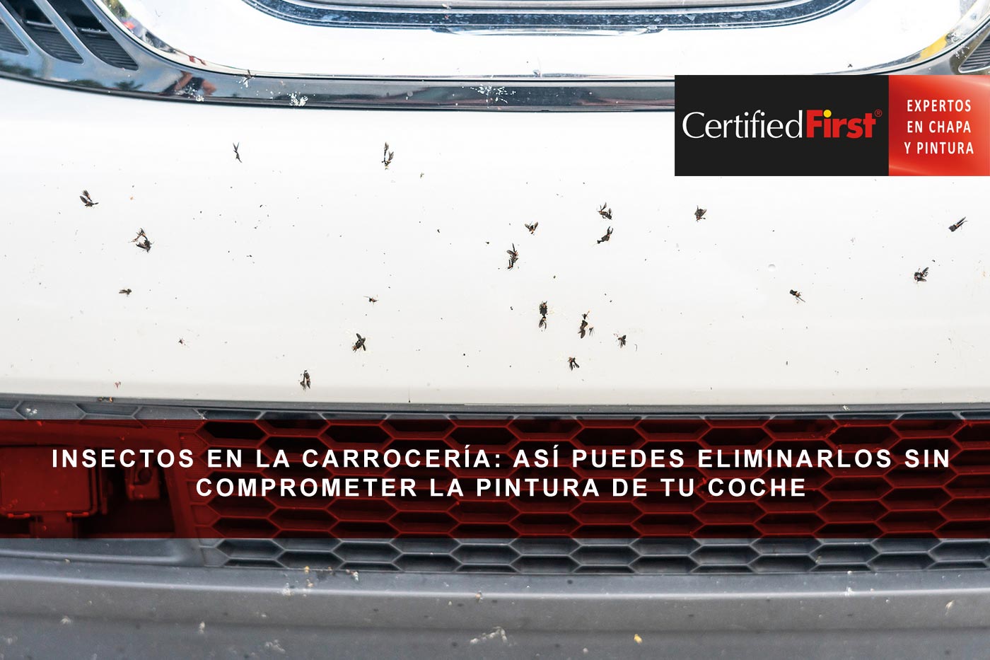 Insectos en la carrocería: así puedes eliminarlos sin comprometer la pintura de tu coche