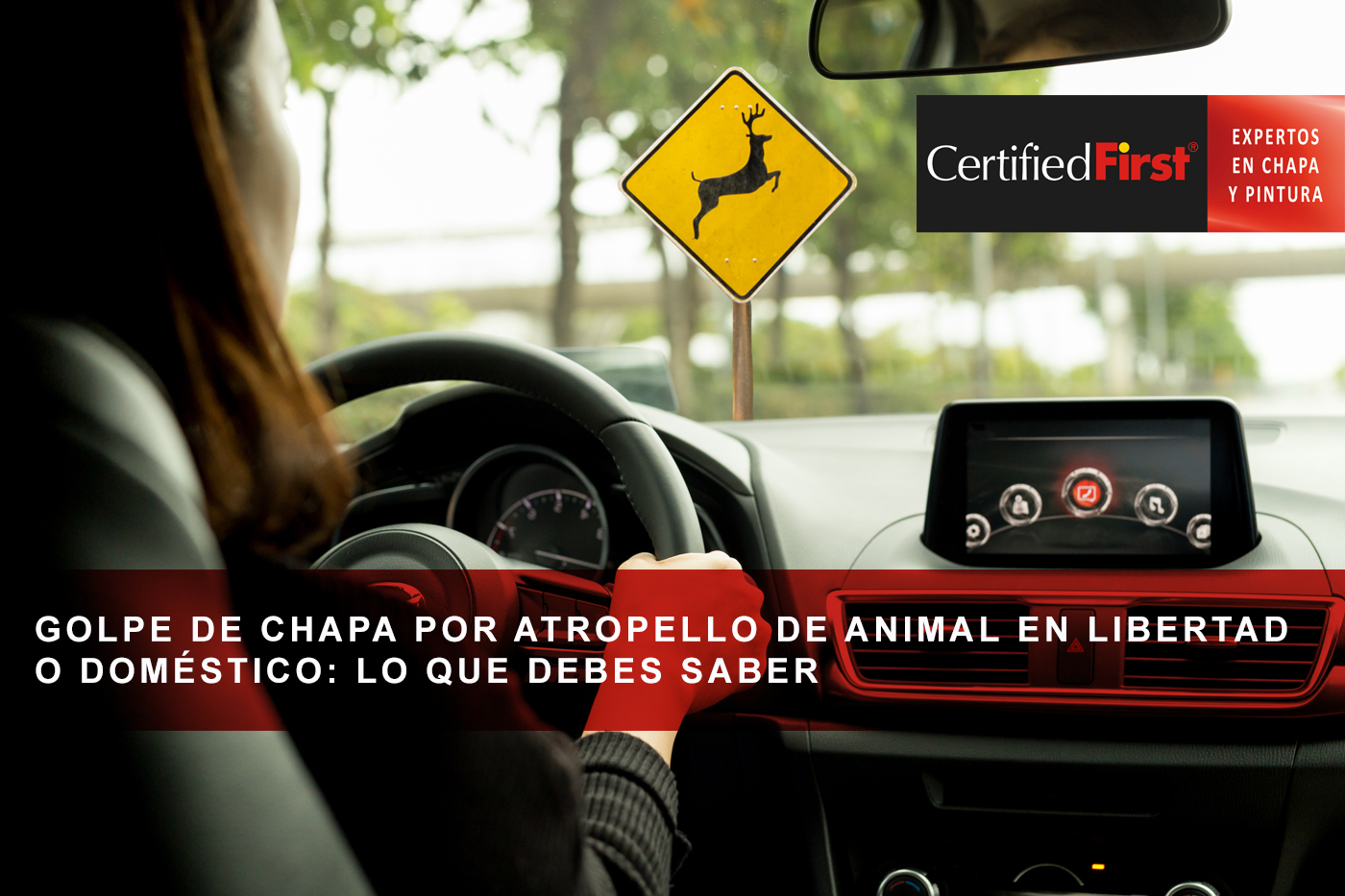 Golpe de chapa por atropello de animal en libertad o doméstico: lo que debes saber